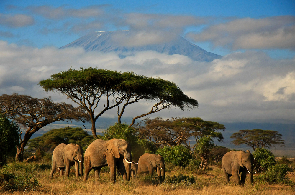 Un voyage exceptionnel au Kenya