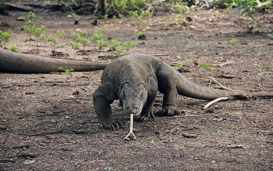 Parc national de Komodo