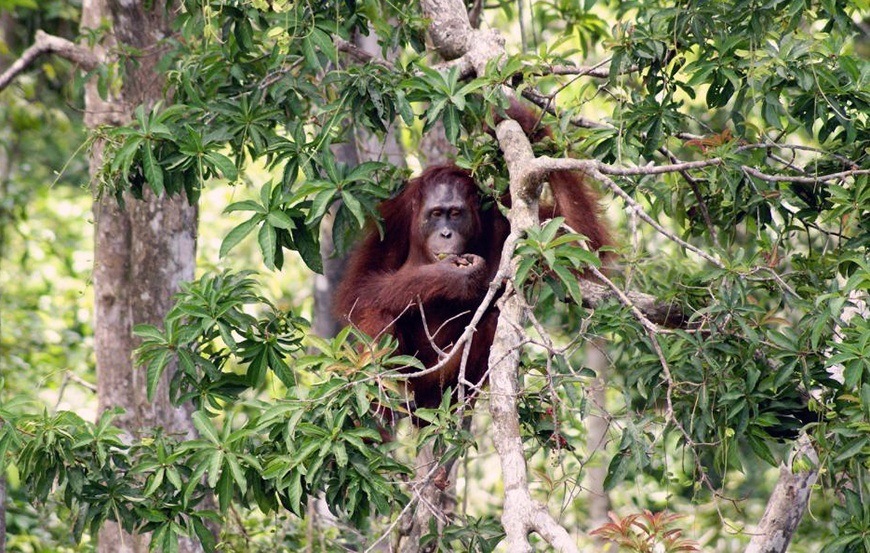 Parc national de Tanjung Puting