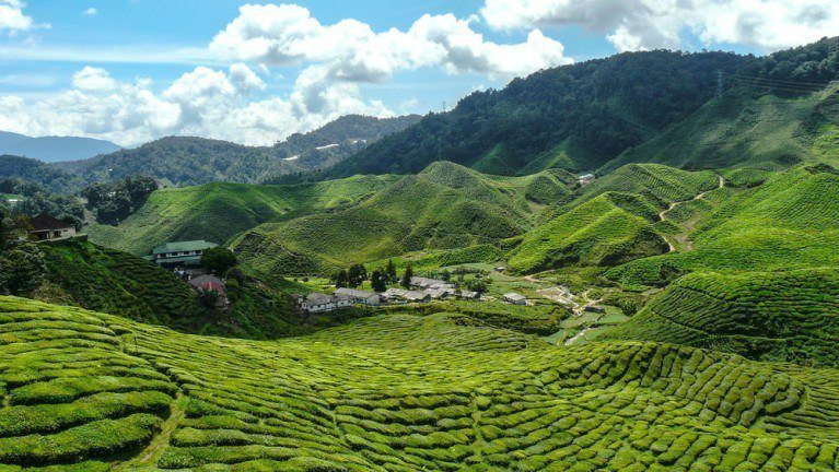 Les Cameron Highlands, Pahang