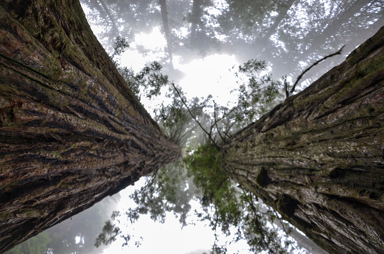 Sequoia National Park