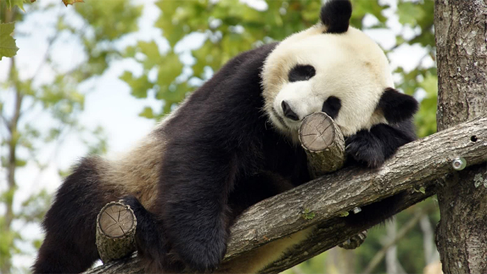 Panda du Zoo de Beauval