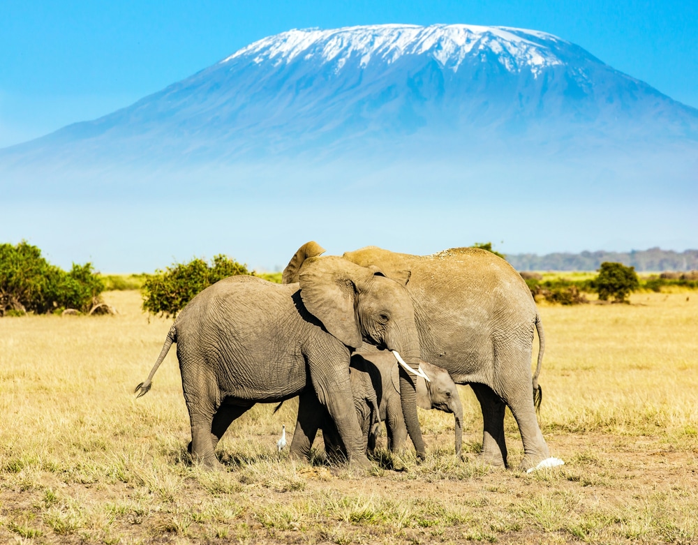 Un troupeaux d'éléphants devant le Kilimandjaro