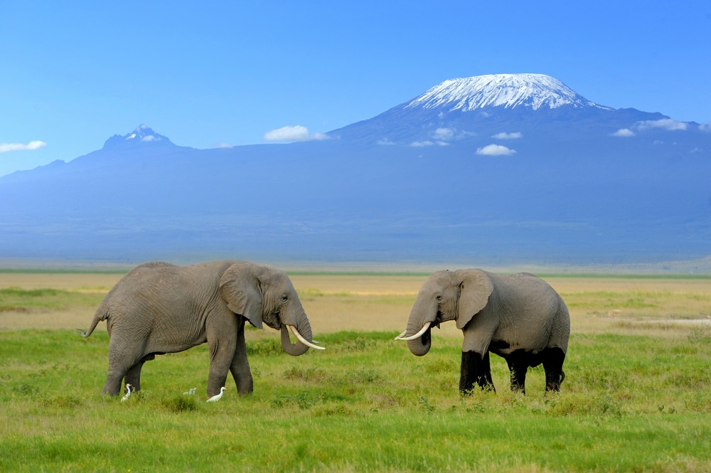 Eléphants avec le Kilimandjaro en arrière-plan