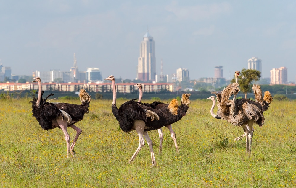 Autruche à Nairobi, Kenya
