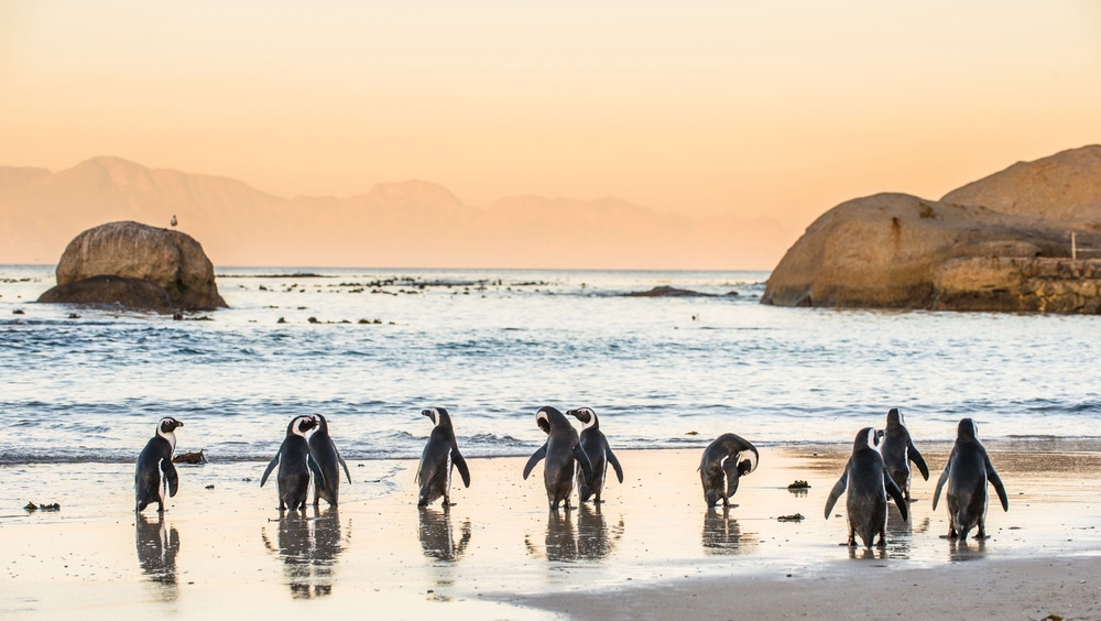 Boulders Beach – Afrique du Sud