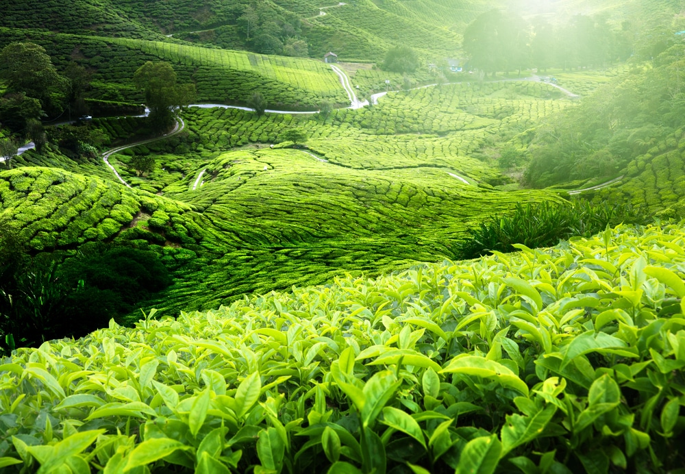 Plantation de thé Cameron Highlands, Malaisie