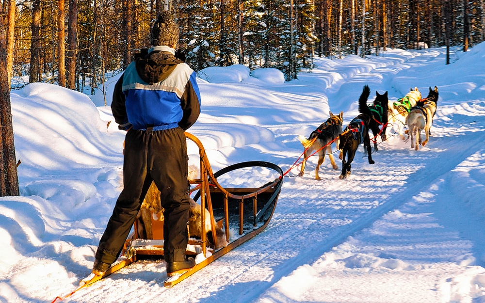 Chiens de traineau au Canada en hiver