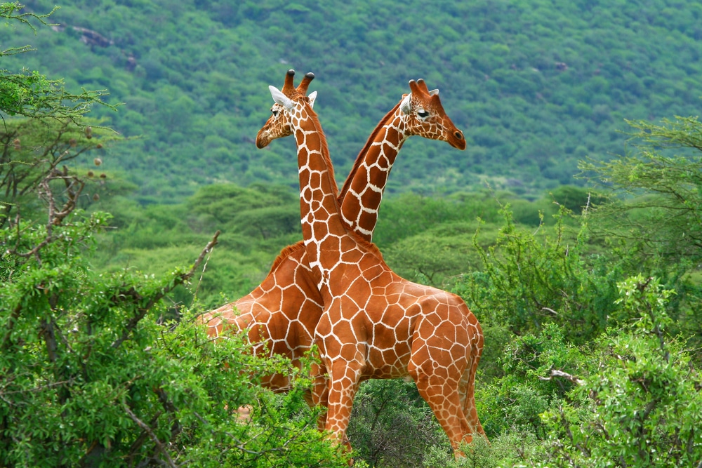 Girafes dans la réserve de Samburu