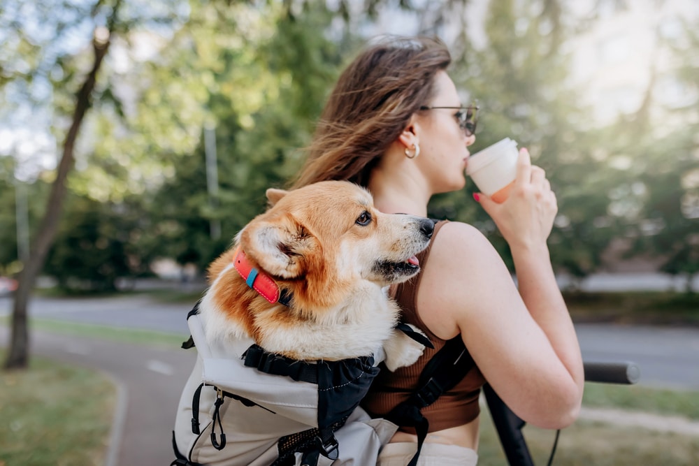 Des destinations adaptées aux chiens