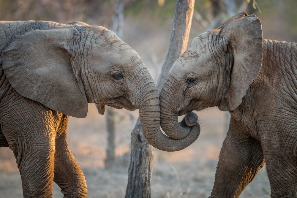 Des éléphants jouent dans le parc Kruger