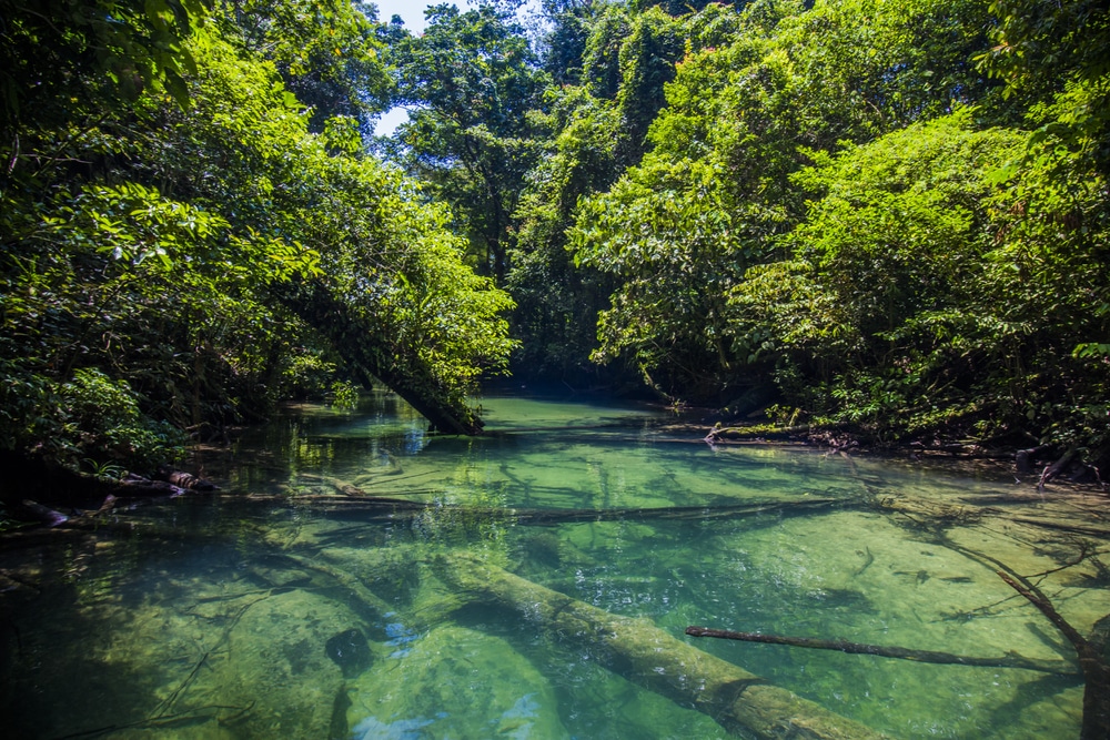 Parc national de Gunung Mulu