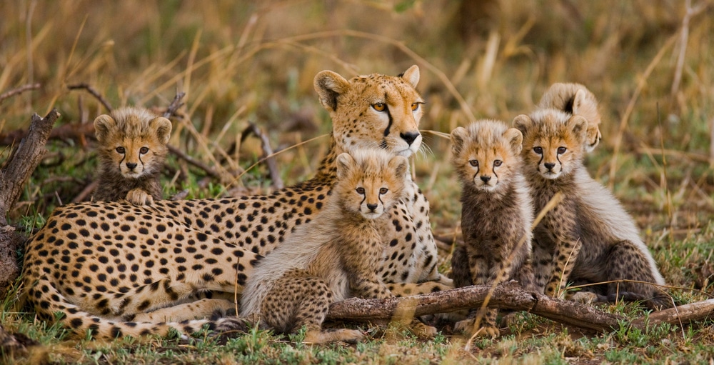 Famille de guépards en plein air dans le Parc National Kruger