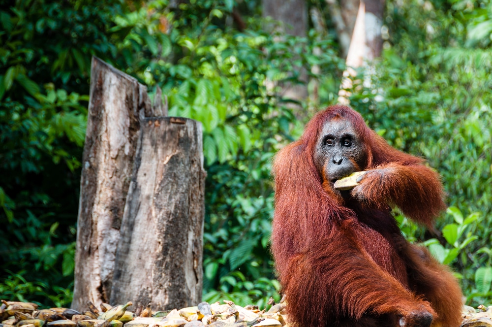 Femelle orang-outan avec des bananes à Bornéo