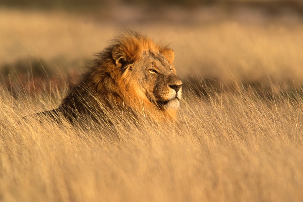 Grand lion mâle d'Afrique