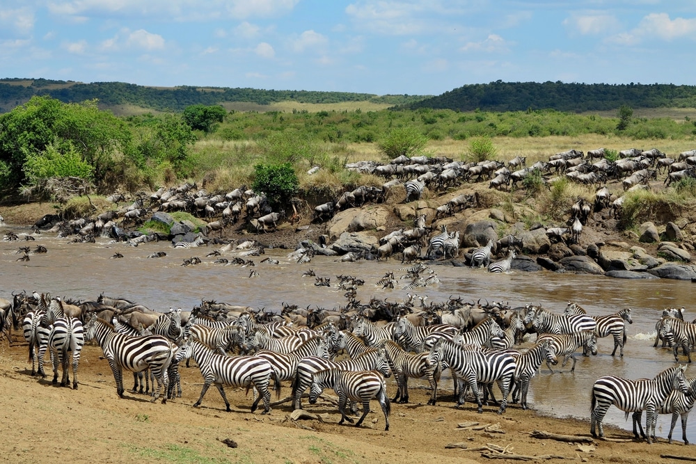 Grande migration dans le Masai Mara