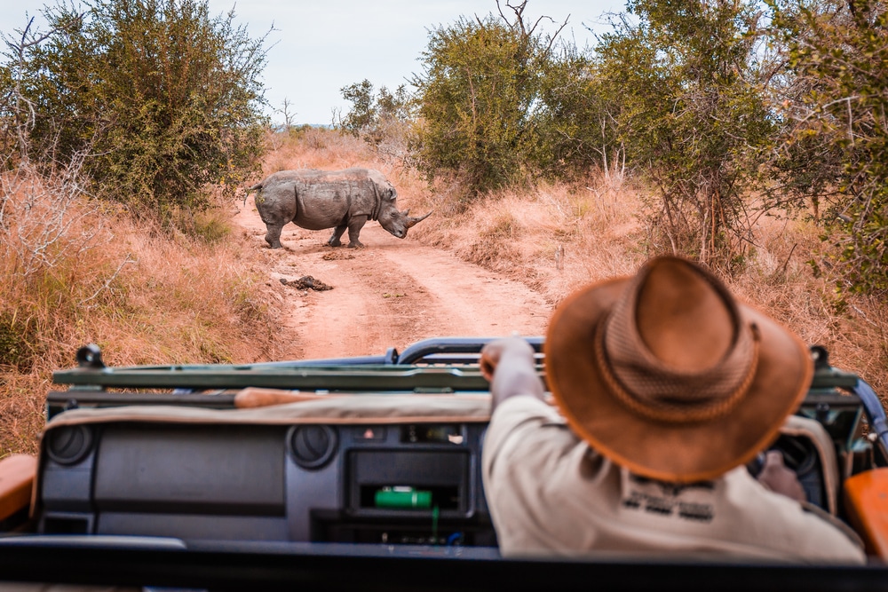 Guide de safari en jeep montrant un rhinocéros