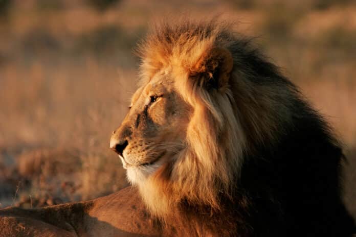 Safari en Afrique du Sud