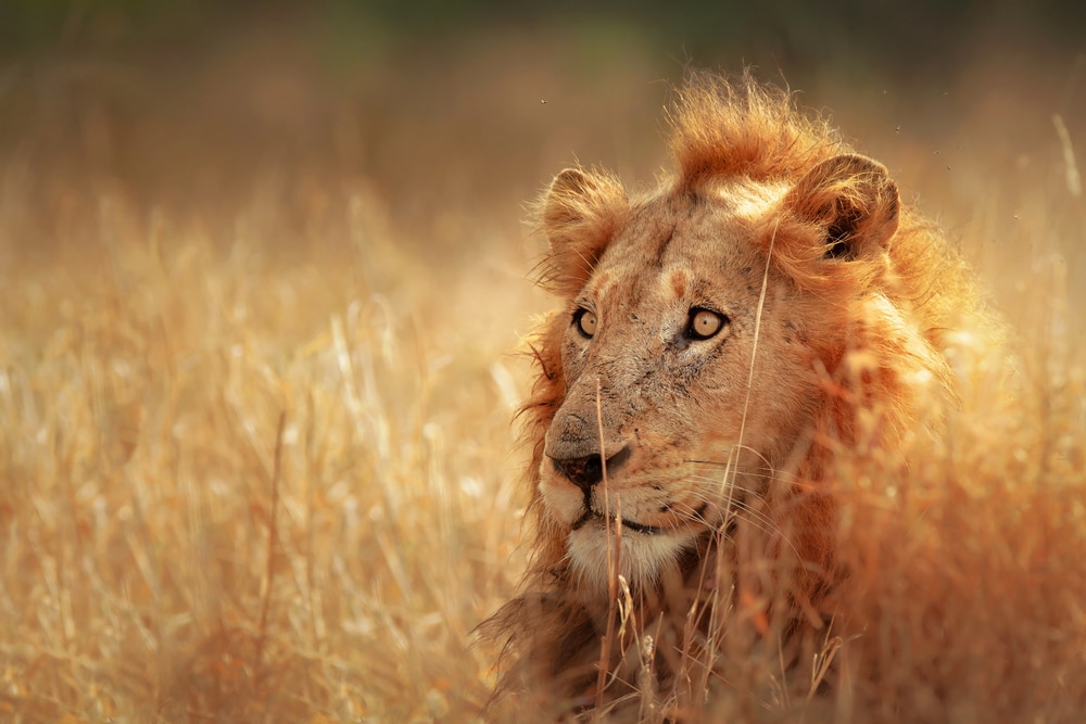 Lion dans la prairie