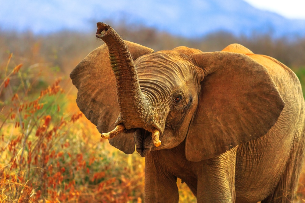 Madikwe