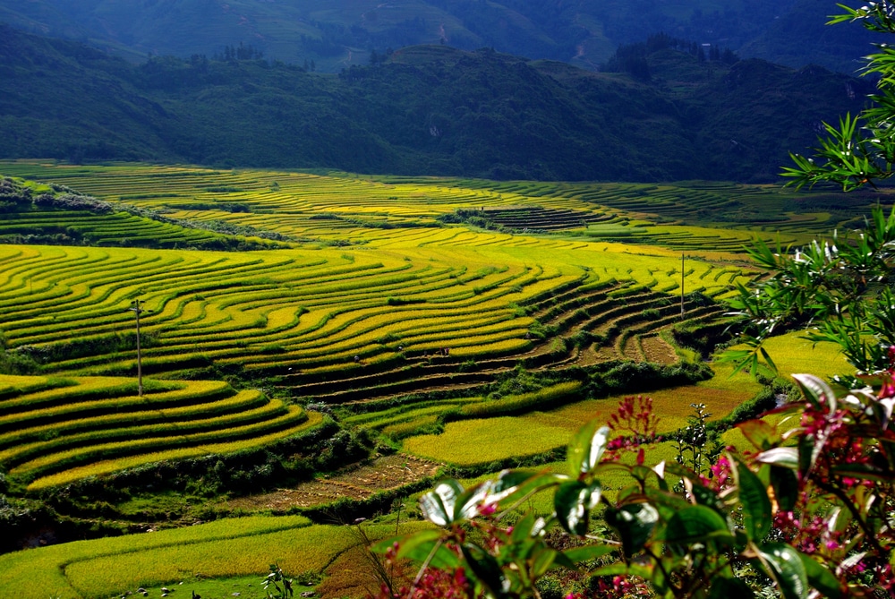 Nord du Vietnam