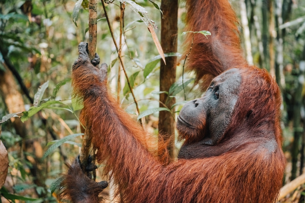 Orang-outan dans la jungle de Bornéo