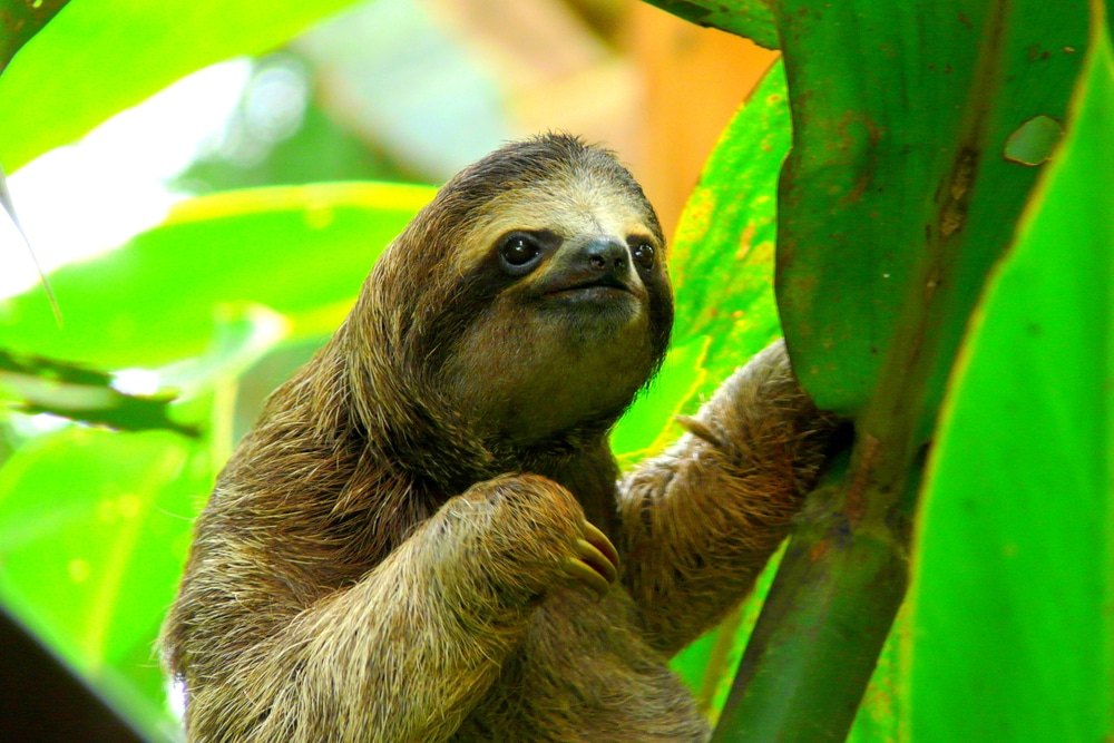 Paresseux à Puerto Viejo, Costa Rica