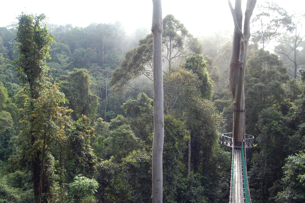 Passerelle de la canopée de la vallée de Danum - Bornéo