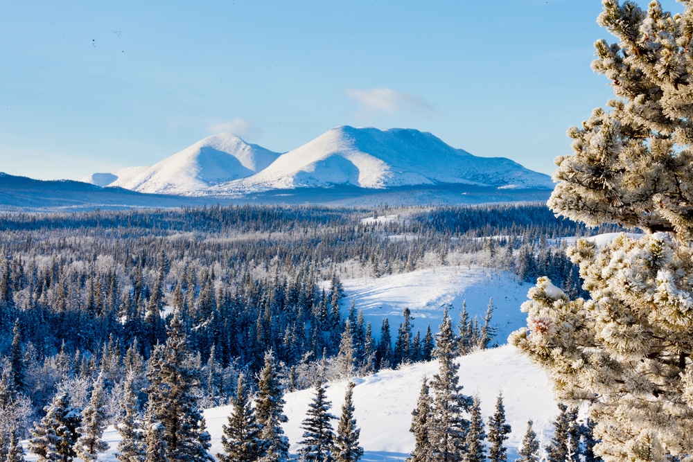 Paysage de neige hivernale de la taïga, Territoire du Yukon