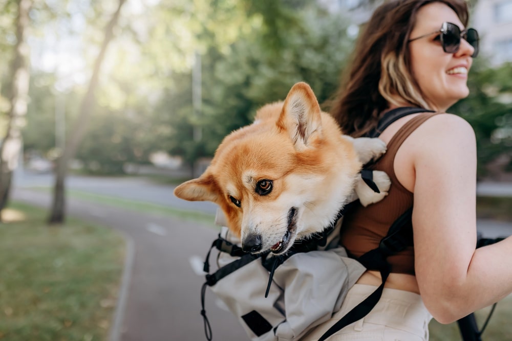 Préparer son chien pour le voyage