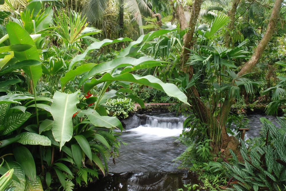 Rio termal dans la réserve naturelle des thermes de Tabacon