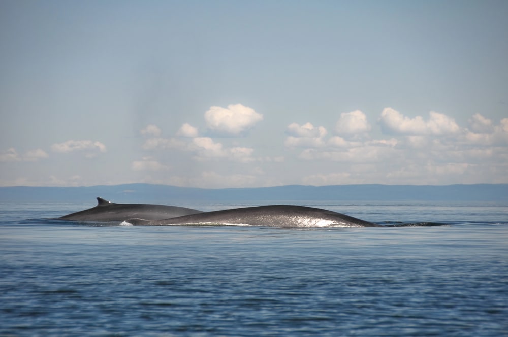 Rorquals communs, fleuve Saint-Laurent, Québec