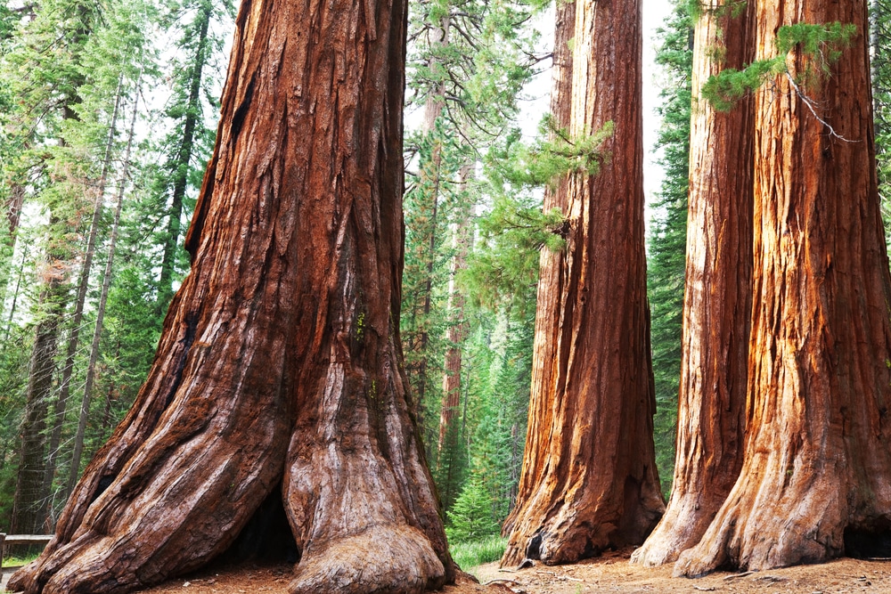 Sequoia National Park