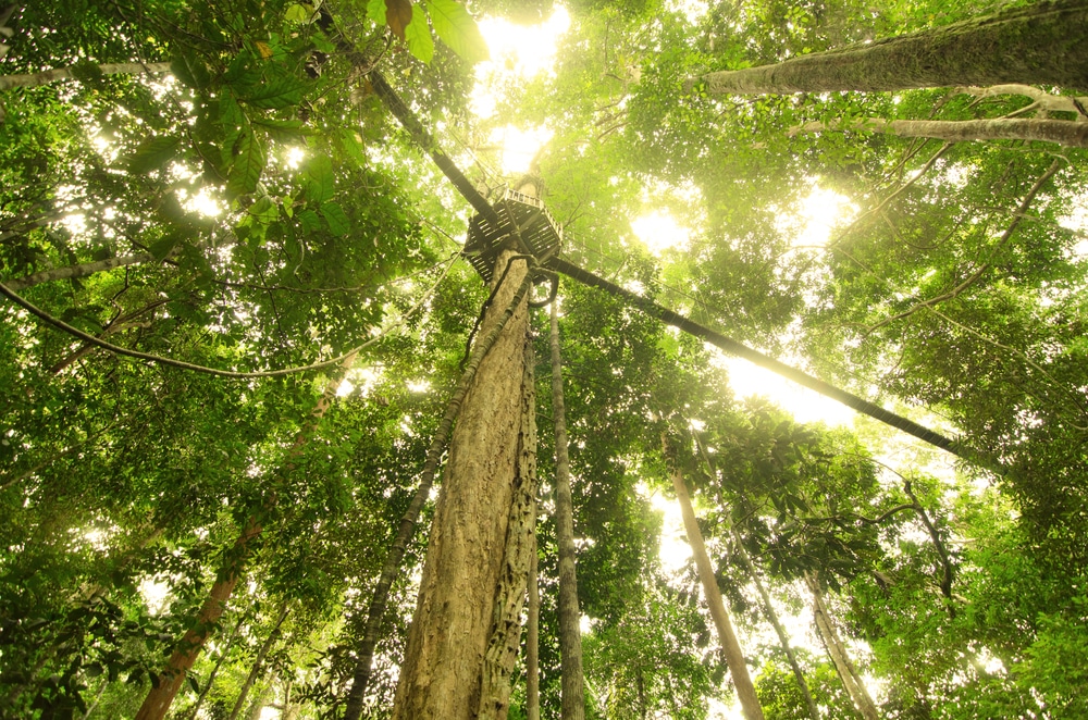 Taman Negara