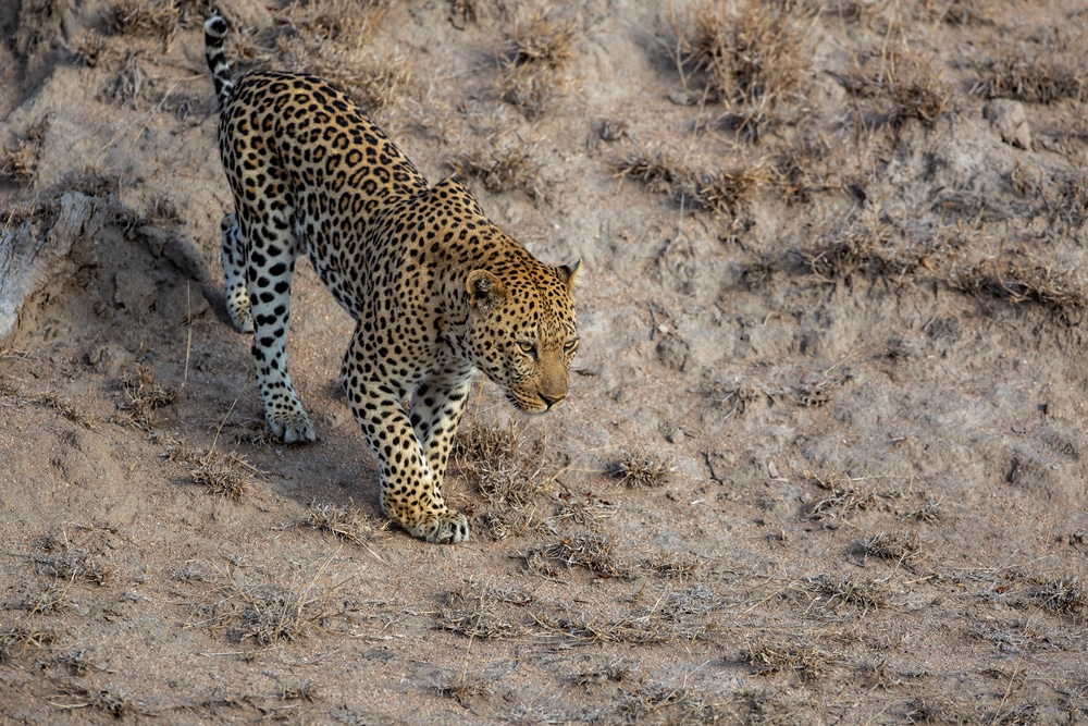 Un léopard mâle suit une femelle dans la réserve de Sabi Sands
