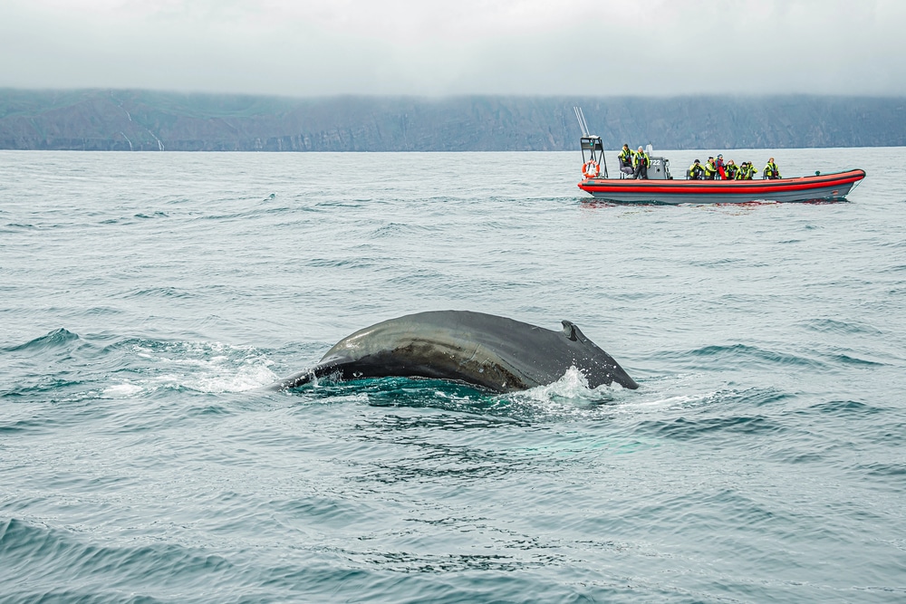 Une baleine fait surface et plonge près d'un bateau touristique