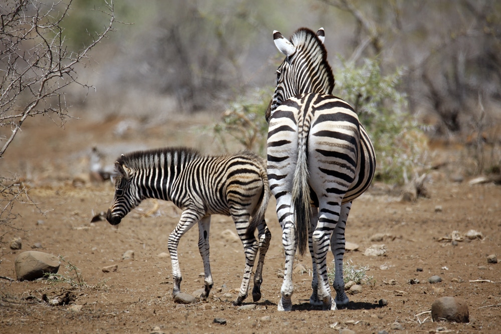 Zèbre de Burchell dans la réserve de Timbavati