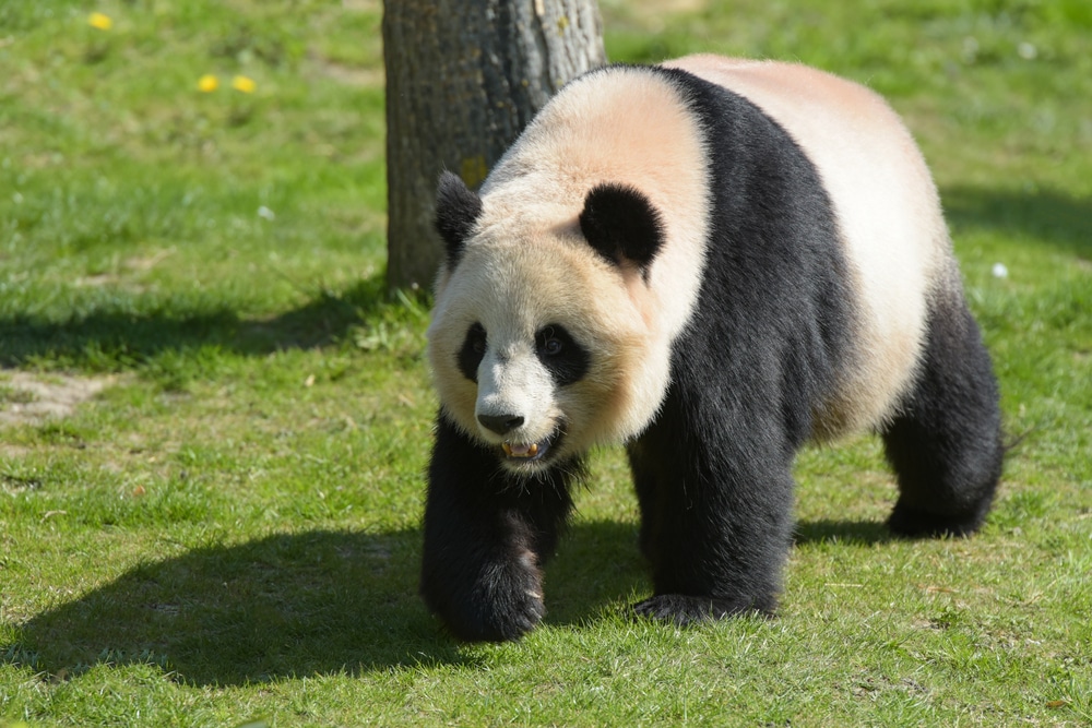 Magnifique panda dans un parc