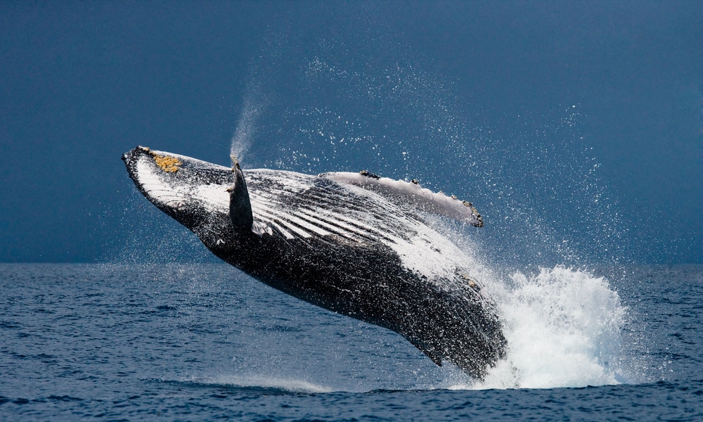 Baleines à bosse dans le parc national Marino Ballena