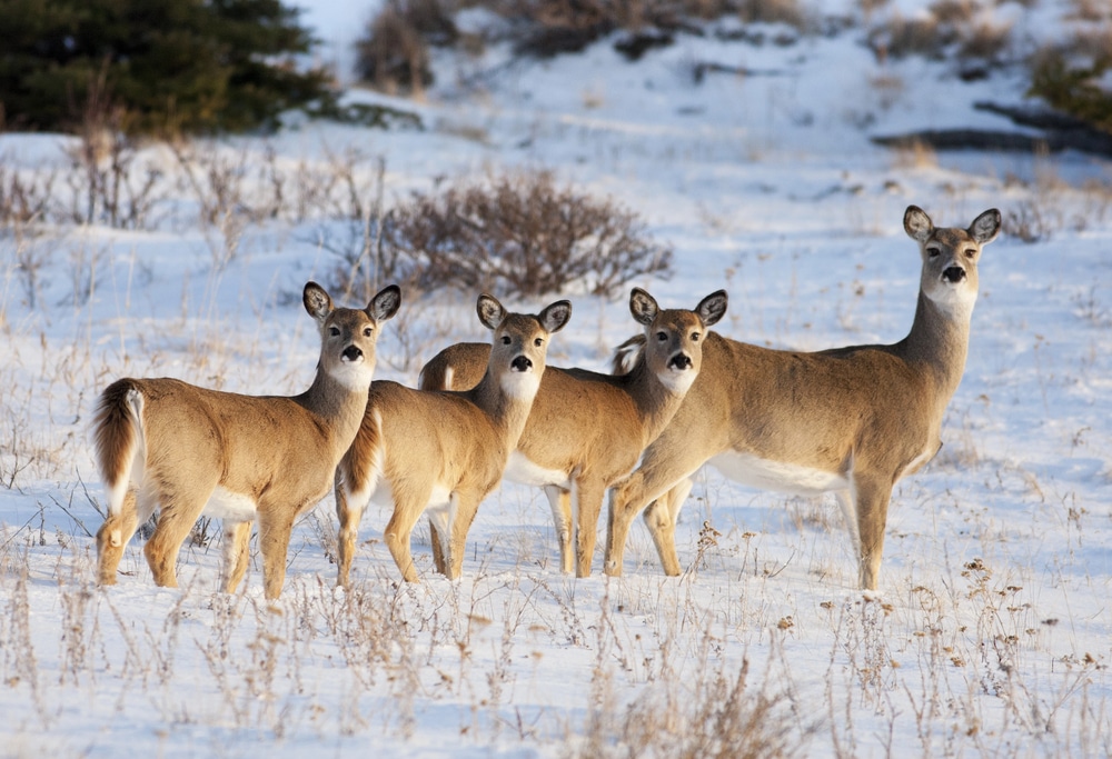 Le canada en hiver