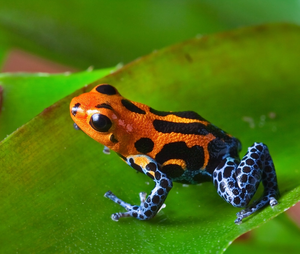 Dendrobates venimeuse rouge