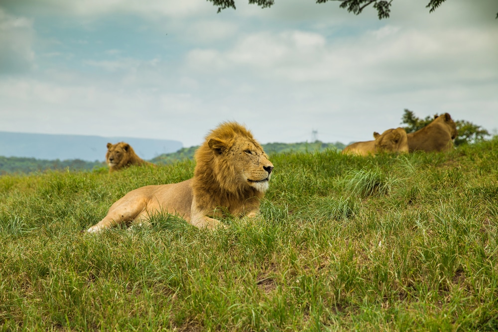 Des lions au KwaZulu-Natal