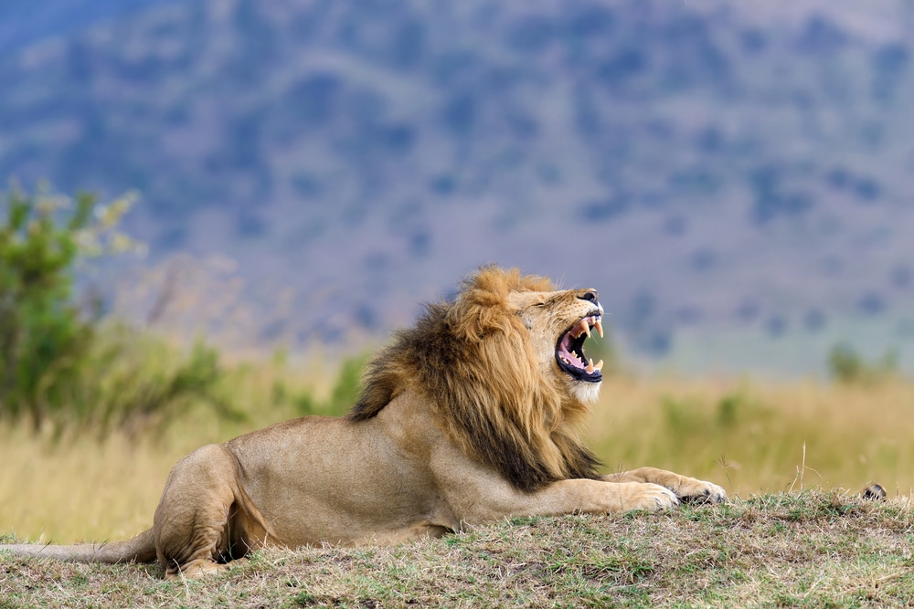 Lion dans un parc au Kenya