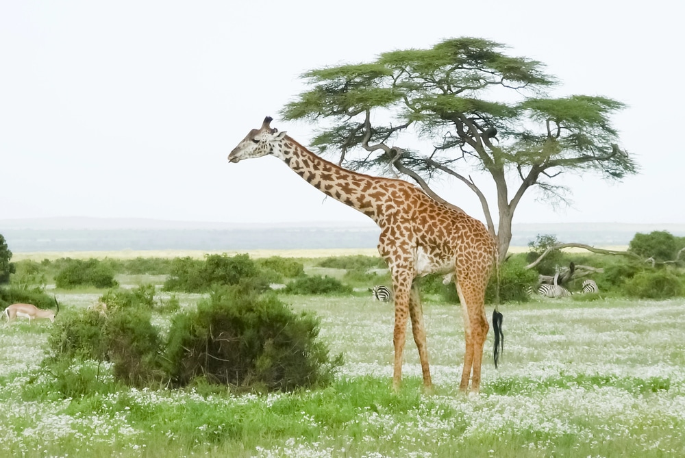 Girafe dans le parc d'Amboseli