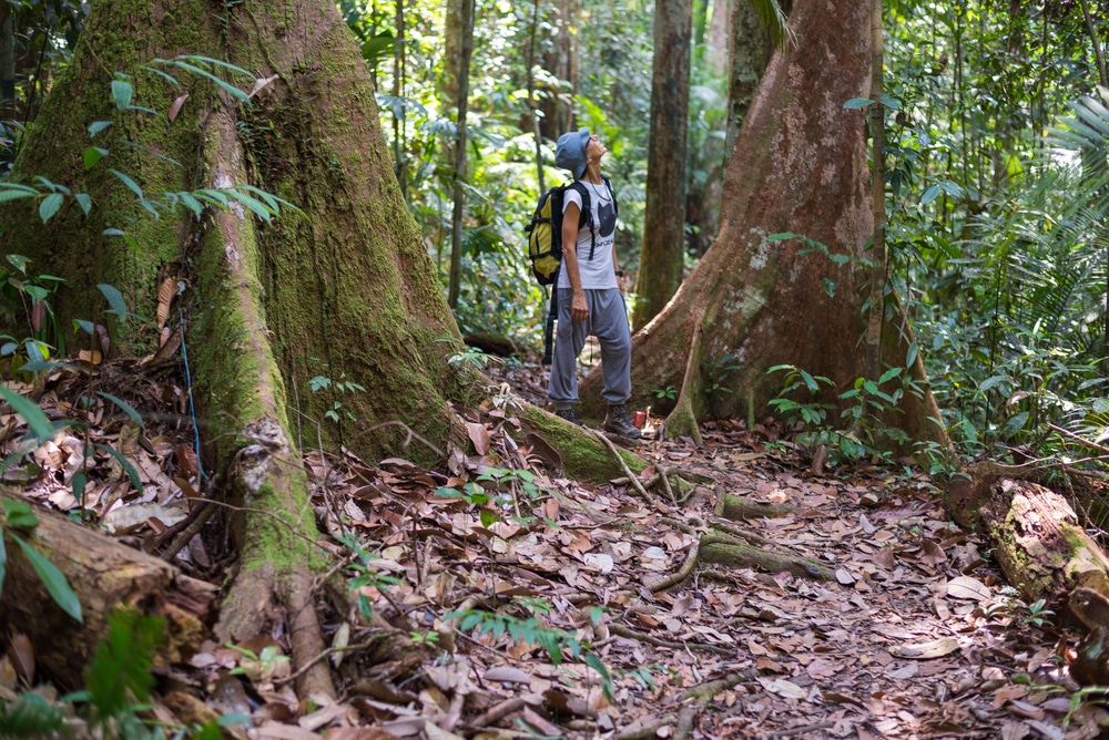 Le parc de Lambir Hills