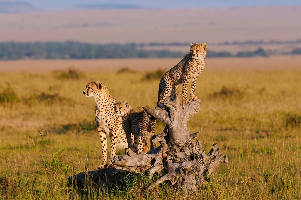 Une famille guépards dans le parc du Masai Mara

