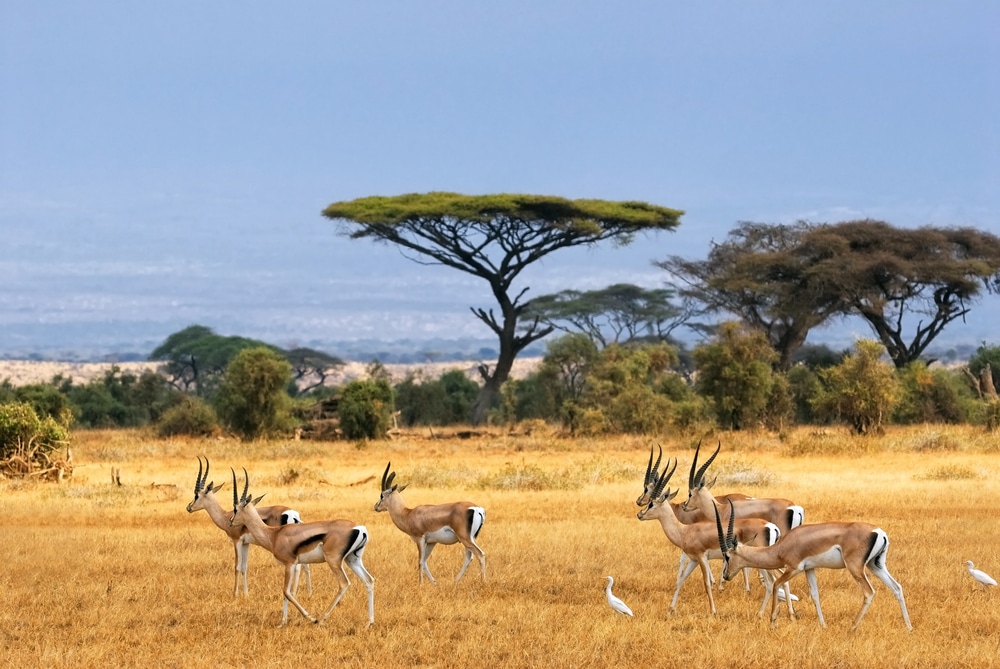 Gazelles de Grant lors d'un safari en Afrique