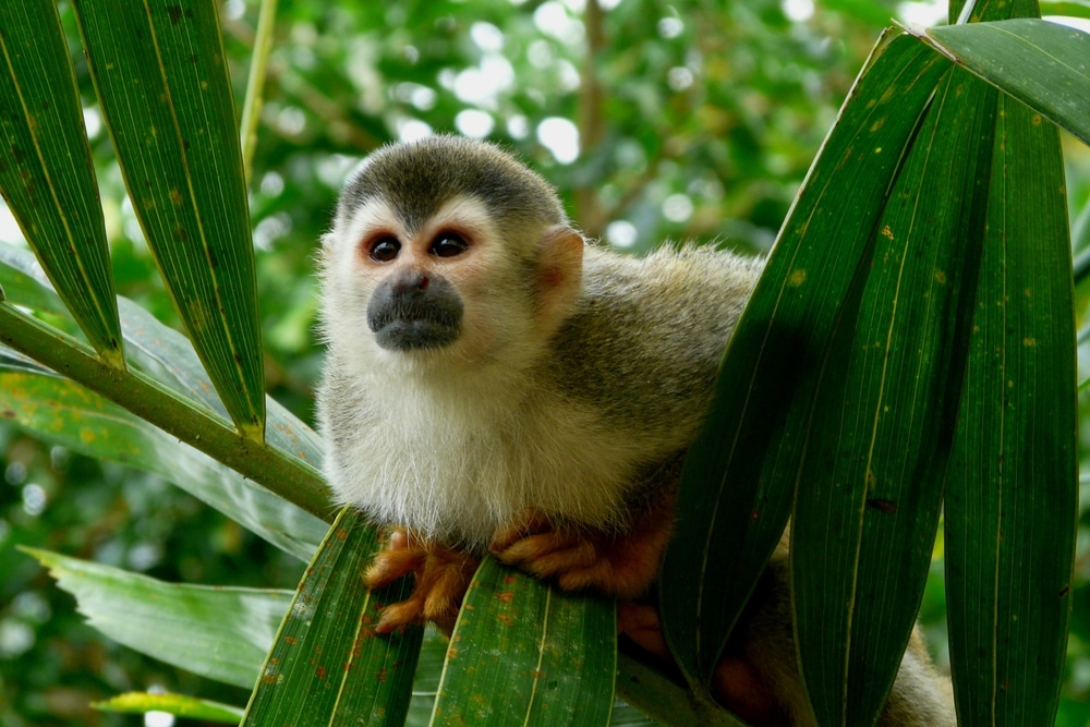 Beau singe écureuil dans le parc national Manuel Antonio