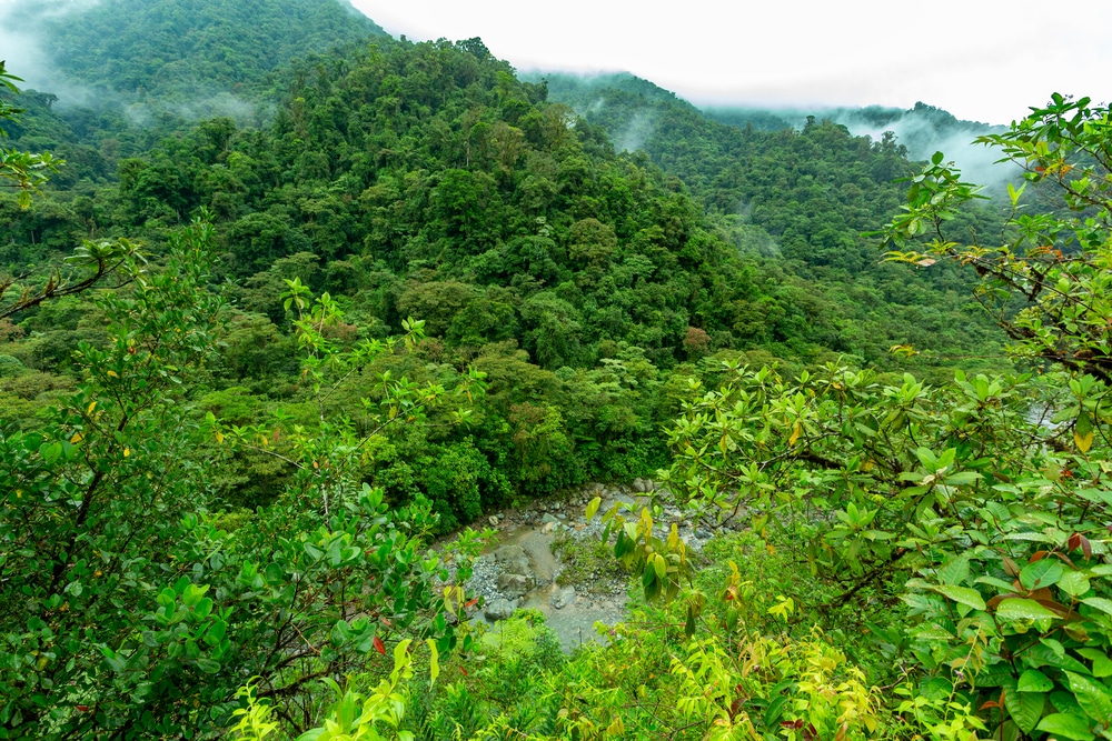 Forêt tropicale du parc national de Tapanti