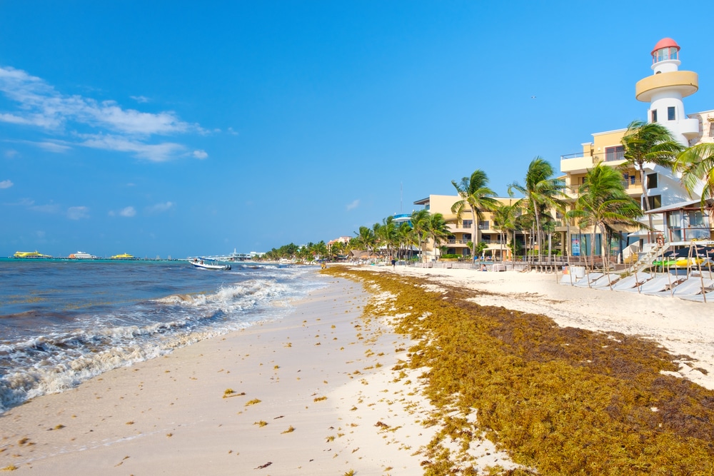 Sargasse sur la plage de Playa del Carmen au Mexique